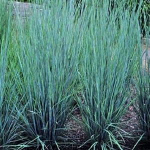 PRAIRIE BLUES LITTLE BLUESTEM