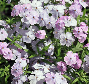 PAPARAZZI® MILEY PHLOX