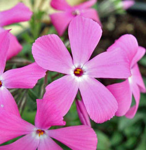 PAPARAZZI® PARIS PHLOX