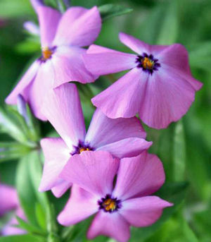 PAPARAZZI® GAGA PHLOX