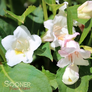 SONIC BLOOM® PEARL WEIGELA