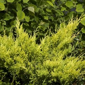 GOOD VIBRATIONS® GOLD JUNIPER