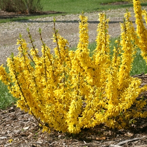 SHOW OFF® SUGAR BABY® FORSYTHIA