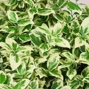 WHITE ALBUM® EUONYMUS