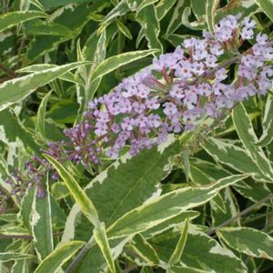 SUMMER SKIES BUTTERFLY BUSH