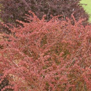 SUNJOY® CINNAMON BARBERRY