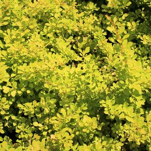 SUNJOY® MINI SAFFRON BARBERRY