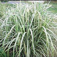 CABARET MAIDEN GRASS