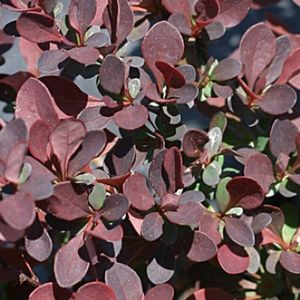 SUNJOY® MINI SALSA BARBERRY