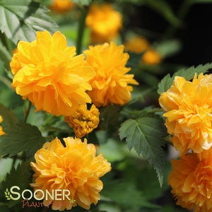 JAPANESE ROSE KERRIA
