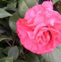ACK-SCENT CAMELLIA