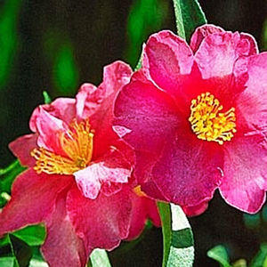 KANJIRO CAMELLIA