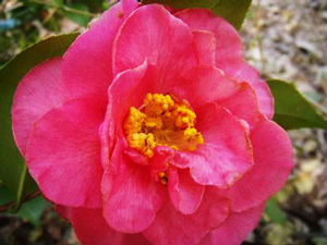 SPELLBOUND CAMELLIA