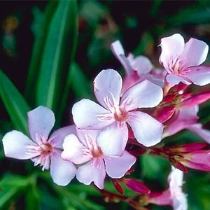 PETITE PINK OLEANDER