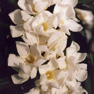 TURNER'S SISSY KING™ OLEANDER