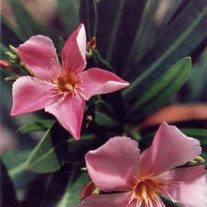 TURNER'S TICKLED PINK™ OLEANDER