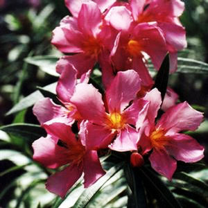 TURNER'S TREY BOY™ OLEANDER