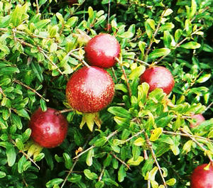 COMPACT POMEGRANATE