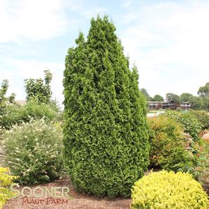 DEGROOT'S SPIRE ARBORVITAE