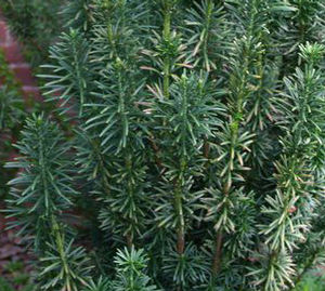 UPRIGHT PLUM YEW
