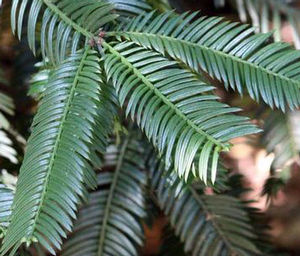 DRUPACEA PLUM YEW