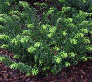 DUKE GARDENS PLUM YEW