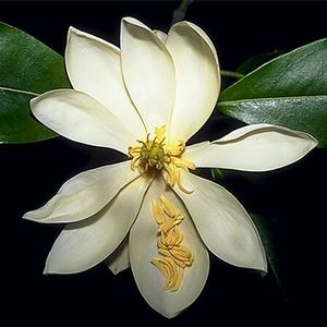SWEETBAY MAGNOLIA