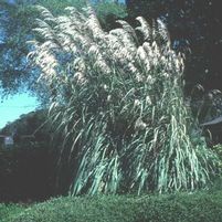 HARDY PAMPAS GRASS