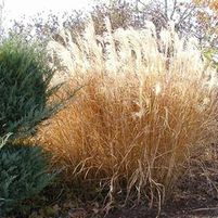 MAIDEN GRASS