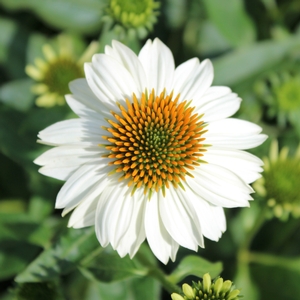 POW WOW® WHITE CONEFLOWER