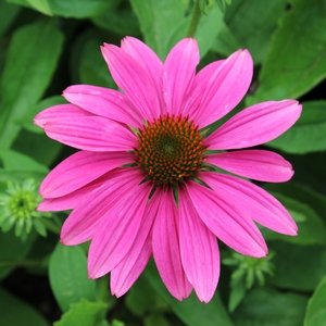 POW WOW® WILD BERRY CONEFLOWER