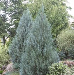 MOONGLOW JUNIPER