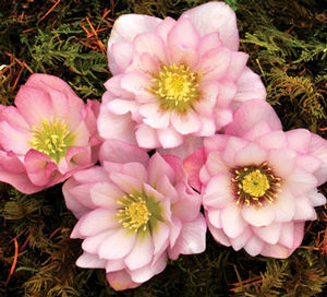 COTTON CANDY WINTER JEWELS™ LENTEN ROSE