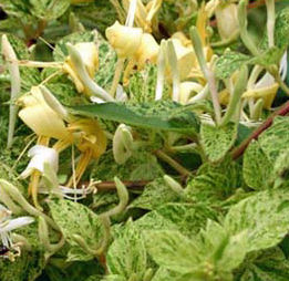 MINT CRISP HONEYSUCKLE