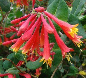 CORAL HONEYSUCKLE