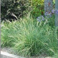 LITTLE KITTEN DWARF MAIDEN GRASS
