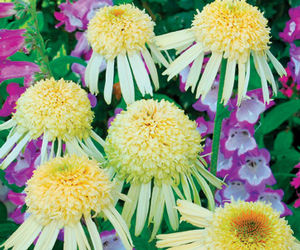 SECRET™ JOY CONEFLOWER