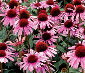 SATIN NIGHTS CONEFLOWER