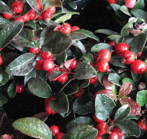 WINTERGREEN TEABERRY
