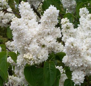 MME. LEMOINE LILAC