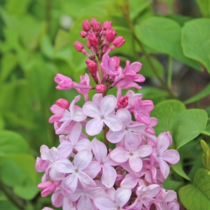 ANABEL LILAC