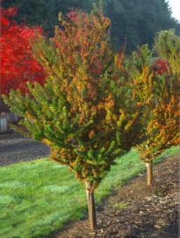 GOSHIKI KOTOHIME DWARF UPRIGHT JAPANESE MAPLE