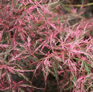 HANA MATOI WEEPING JAPANESE MAPLE
