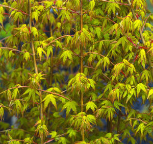 CALICO UPRIGHT JAPANESE MAPLE