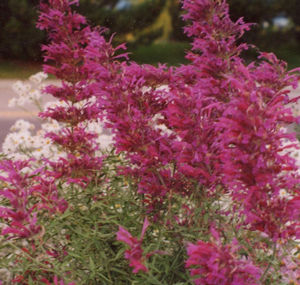 JOYFUL HYSSOP
