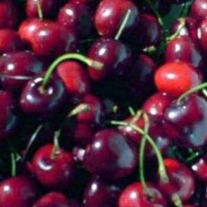 STELLA SWEET CHERRY