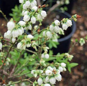 TOP HAT BLUEBERRY