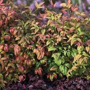 BLUSH PINK™ NANDINA