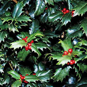 ACADIANA™ HOLLY