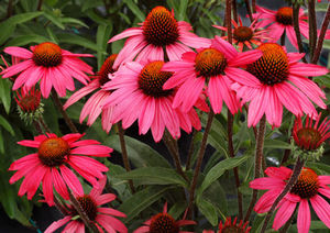 GLOWING DREAM CONEFLOWER
